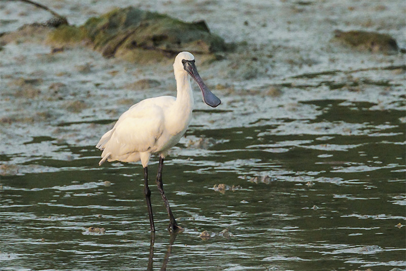 Black-faced Spoonbill by David Hoddinott