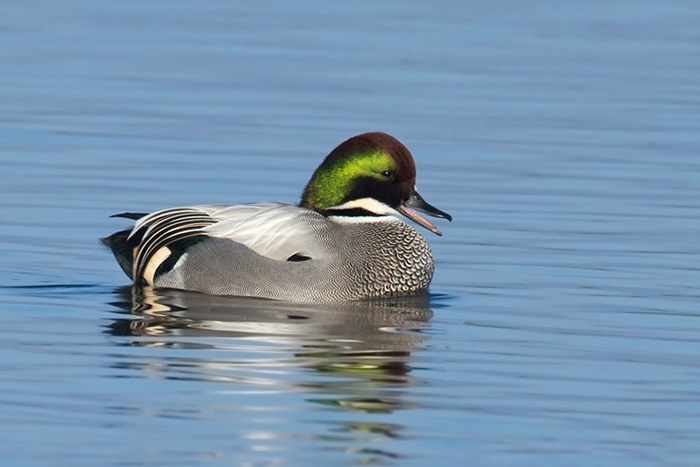 Falcated Duck by Dubi Shapiro