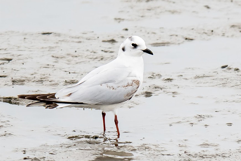 Saunders's Gull by Dennis Braddy