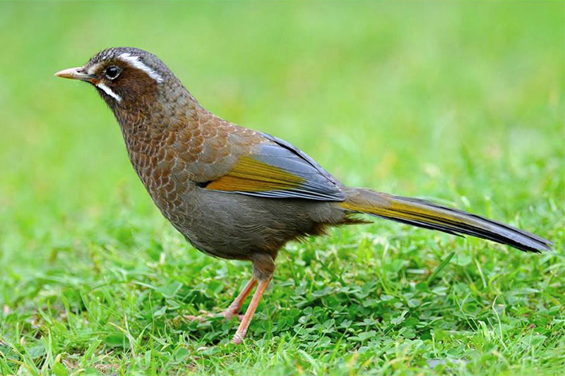 White-whiskered Laughingthrush by Rich Lindie