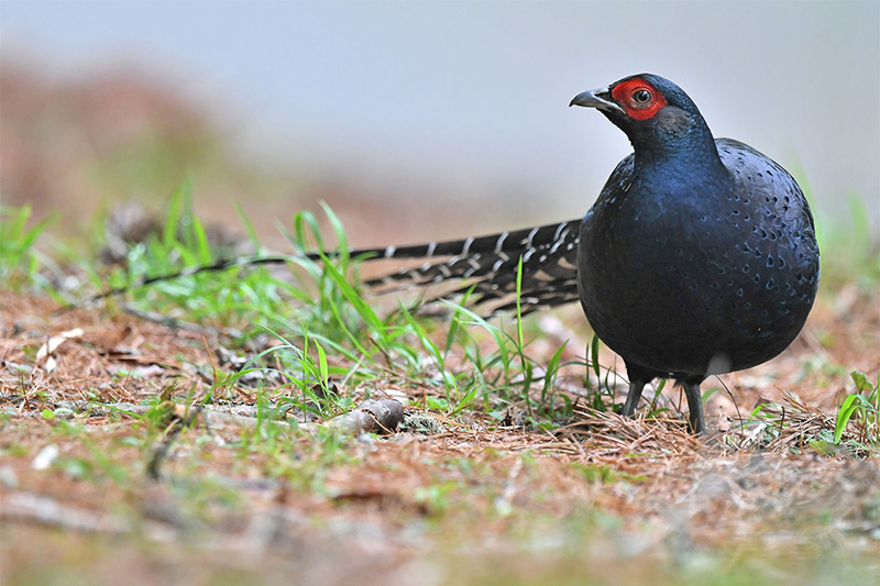 Birding in Taiwan: Endemics and Winter Wonders