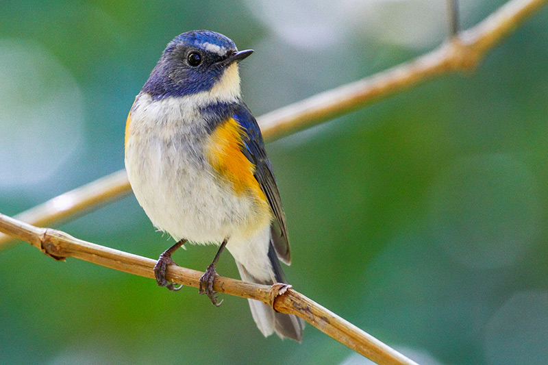 Red-flanked Bluetail by Markus Lilje