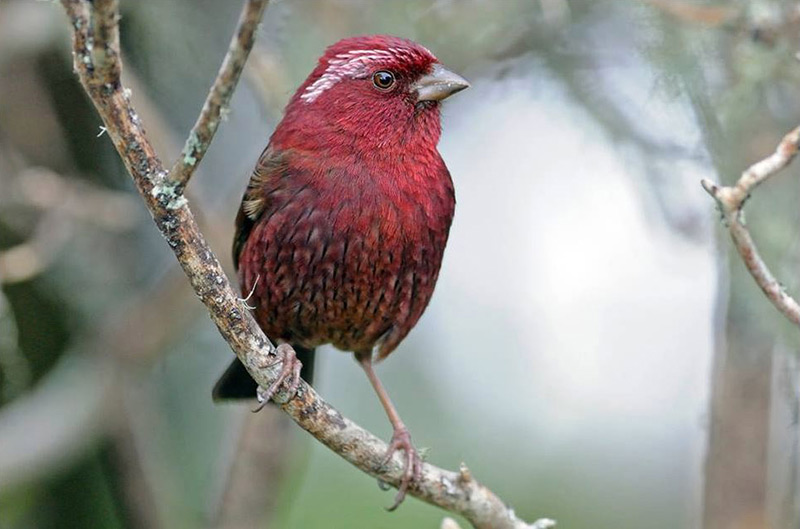 Taiwan Rosefinch by Rich Lindie