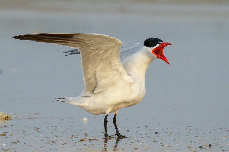 Caspian Tern by Daniel Keith Danckwerts