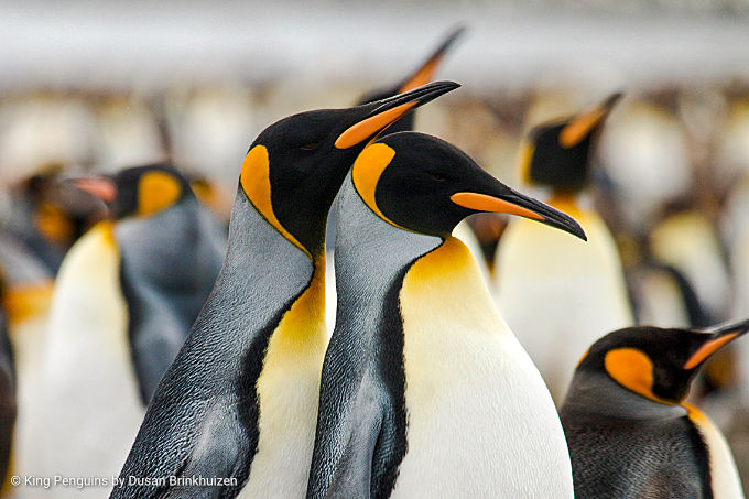 Antarctica & the sub-Antarctic Islands Birding