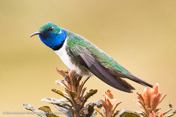 South America Birding
