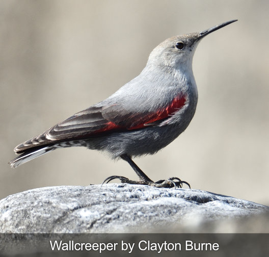 wallcreeper bird
