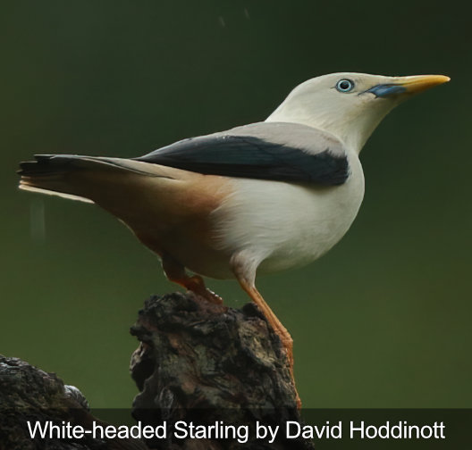 white-headed starling